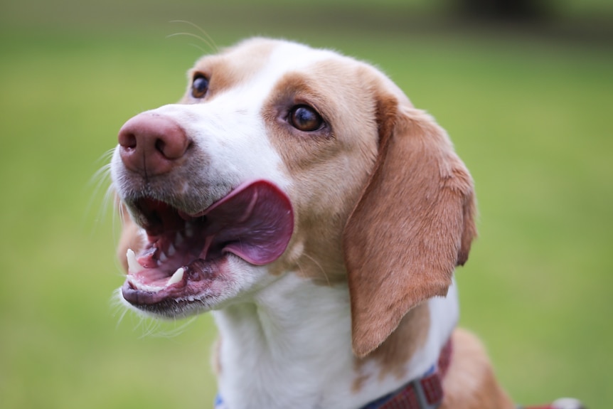 Close up of white and brown beagle-cross puppy with its tongue out.