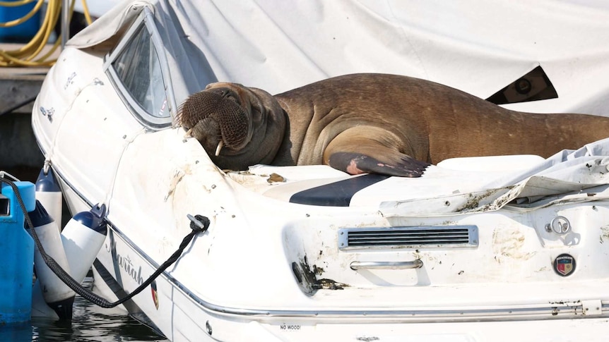 A large walrus basks in the sun as it lies on a moored dinghy