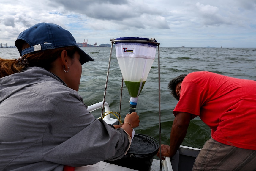 Marine scientists collect a sample of green sea water. 