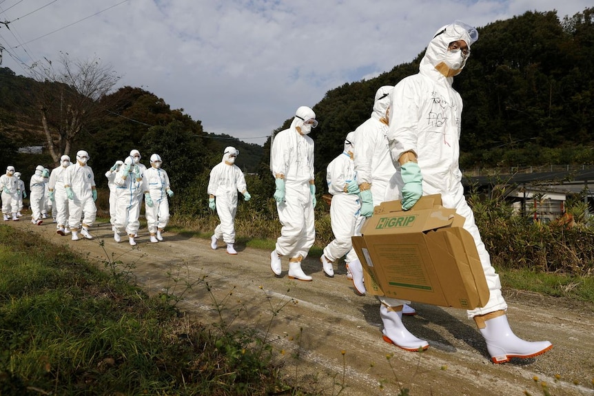 People wearing protective suits walking to a poultry farm