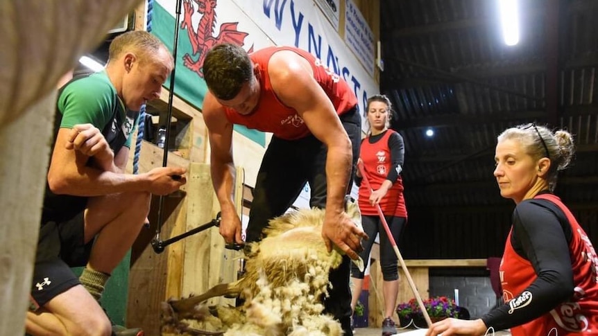A strong young man shears a sheep with record keepers around him in front of a welsh flag