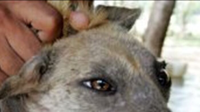 A health worker gives a rabies shot to a stray dog. [Sukree Sukplang: Reuters]