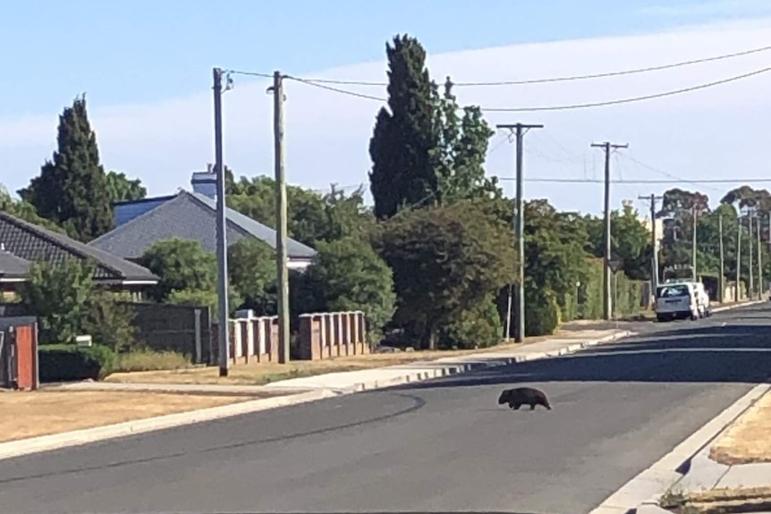 Picture of a wombat crossing the street