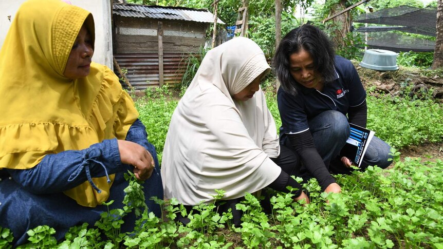 Three women including soil scientist Malem McLeod kneel in a garden. Two reach out to touch the lush green crops.