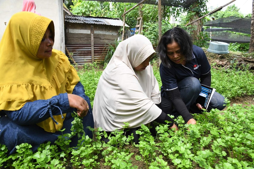 Three women including soil scientist Malem McLeod kneel in a garden. Two reach out to touch the lush green crops.