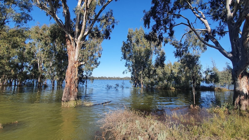 Trees on the edge of Morton's Lake are surrounded by water