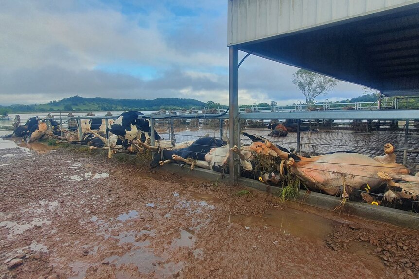Dead dairy cows line a fence on a farm.