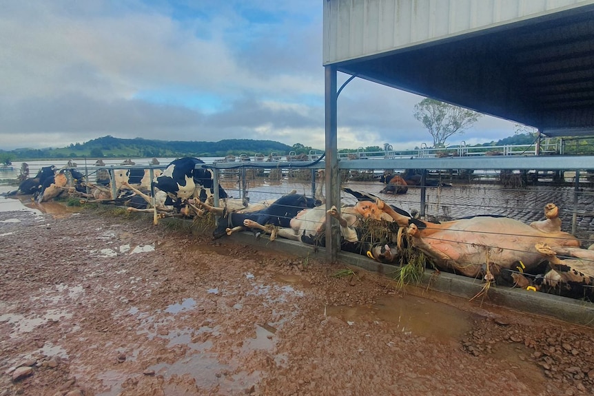 Des vaches laitières mortes bordent une clôture dans une ferme.