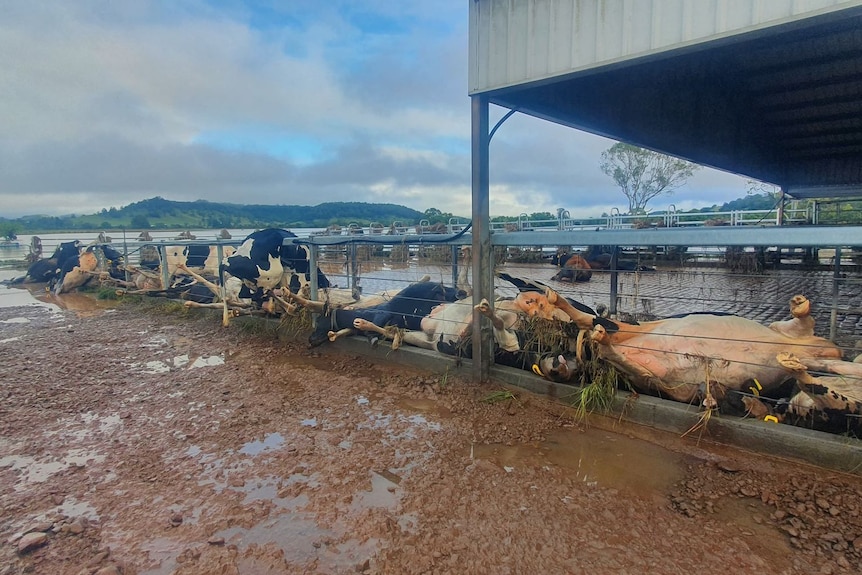 Dead dairy cows line a fence on a farm.