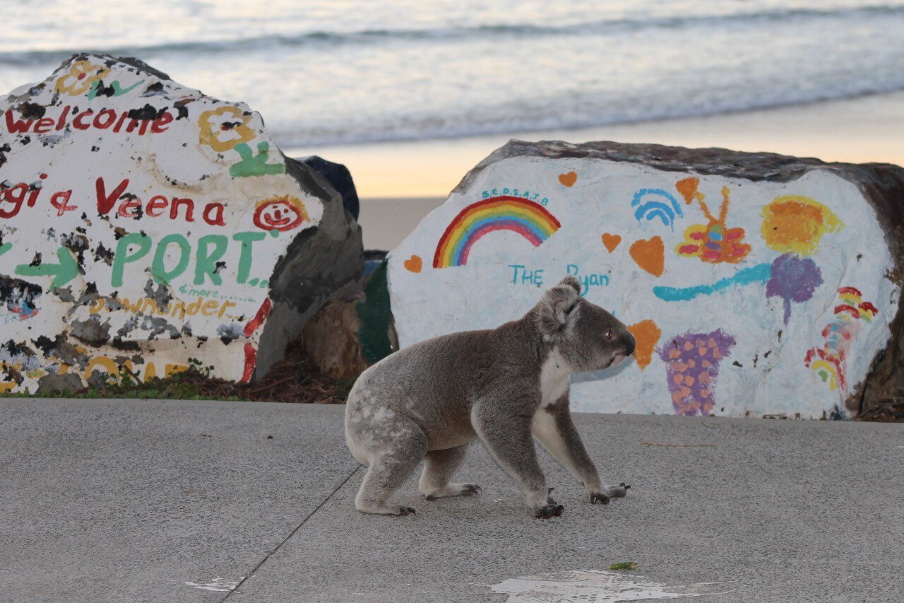 A koala on a concrete path, with rocks and the ocean in the background.