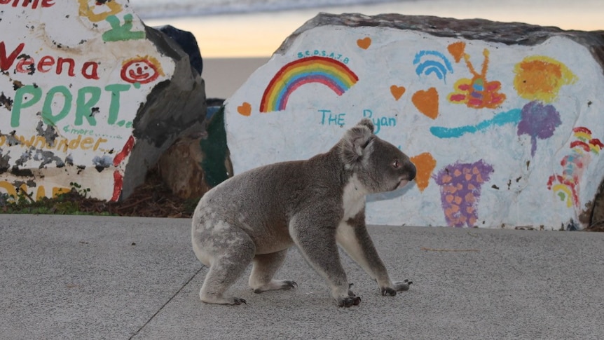 A koala on a concrete path, with painted rocks and the ocean in the background.