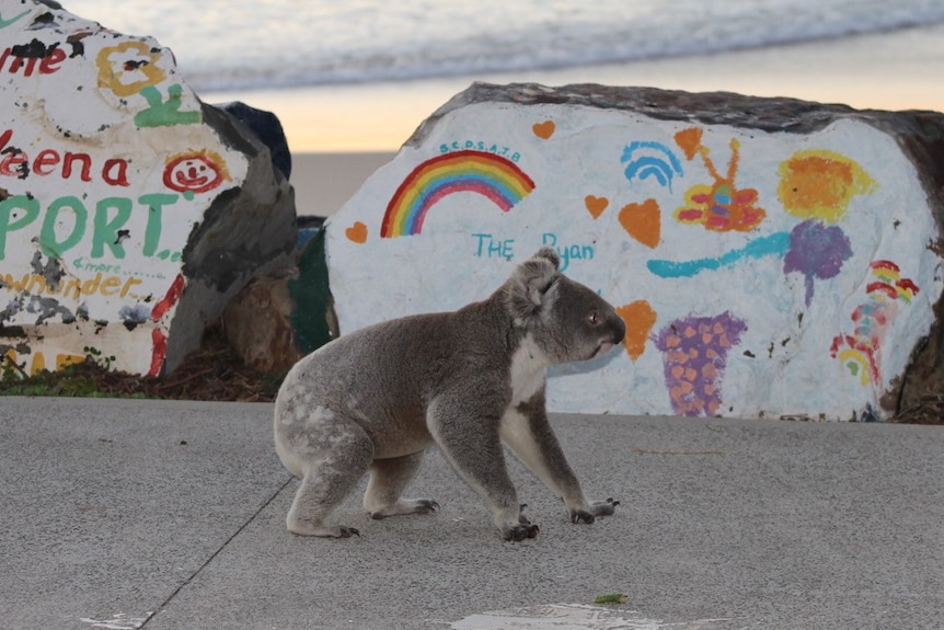 A koala on a concrete path, with painted rocks and the ocean in the background.