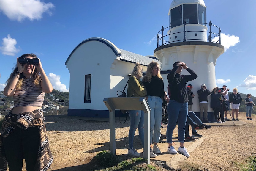 Whale lookout