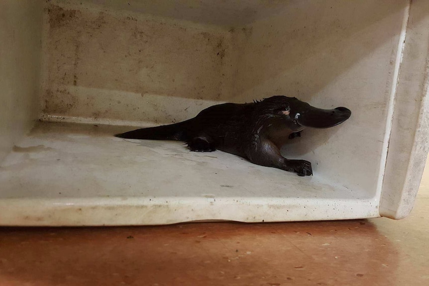 Platypus in a box