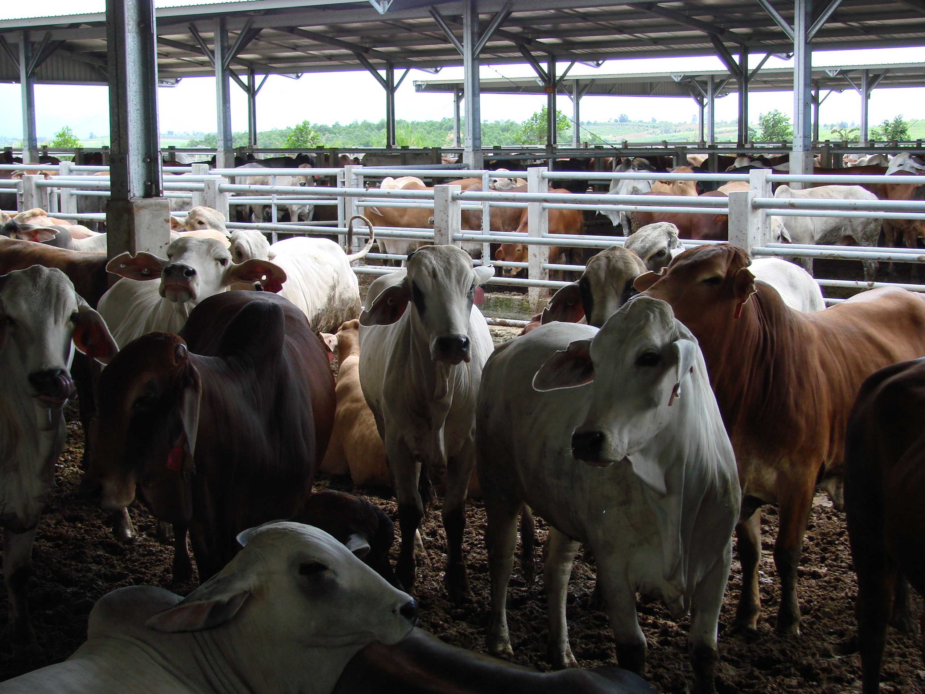 Record year for live cattle exports thanks to strong demand from
