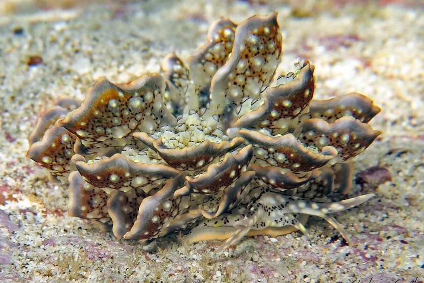 A frilly spotted sea slug rests on a sandy surface underwater.