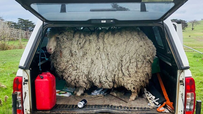 sheep with enormous overgrown fleece full of muck has been loaded into the back of a covered ute