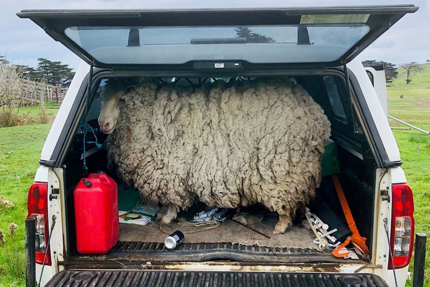 A large woolly sheep in the back of a car