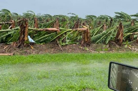 Banana plants like snapped in half