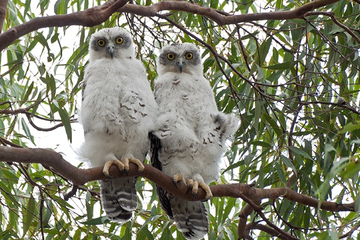 Pair of powerful owl chicks in a tree
