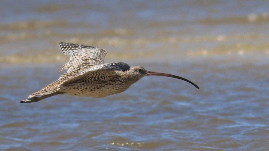 Eastern curlew