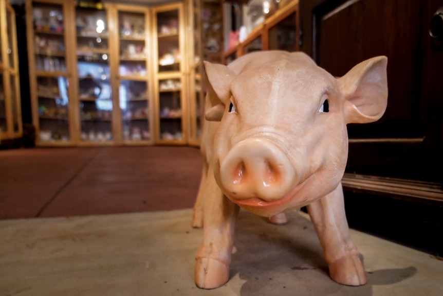 A large pig standing on all fours in front of large glass cupboards full of pig-related items.