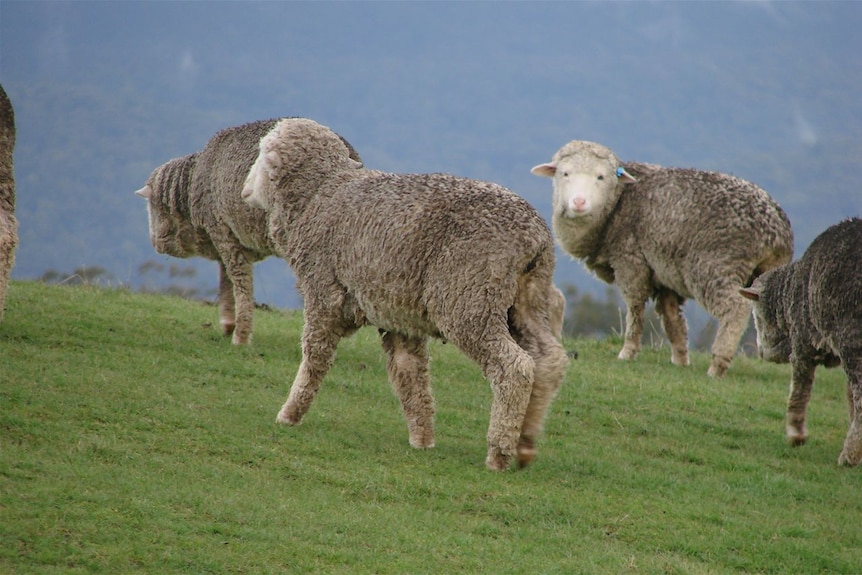 Sheep grazing on a Tasmanian farm