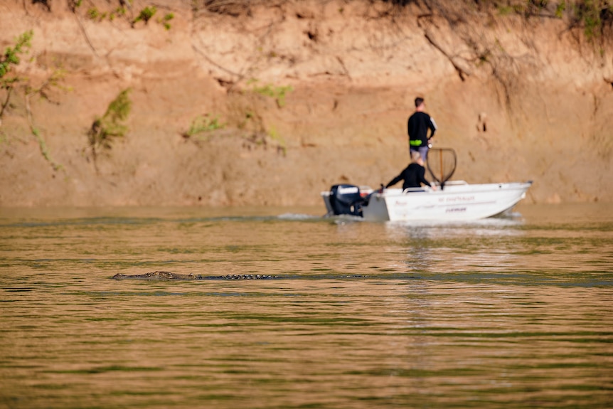 A crocodile moves through the Daly River near fishos.