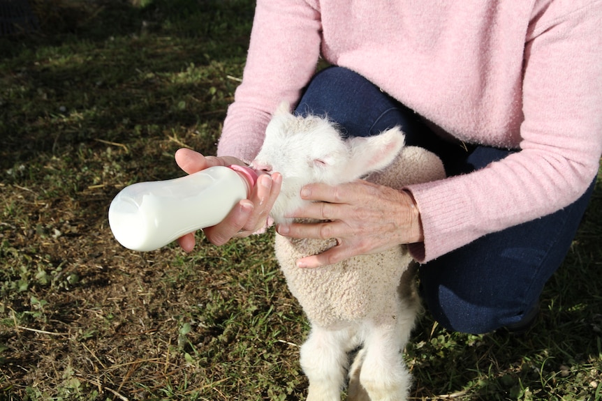 a lamb is bottle fed 