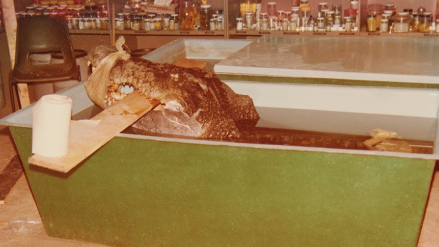 a bunch of people around a crocodile skin