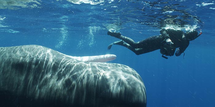 Old sperm whale named Can Opener, Eastern Caribbean, 2011.