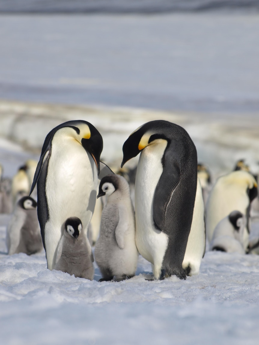 Two adult emperor penguins looking down, making a love heart shape with their heads, over two fluffy chicks.