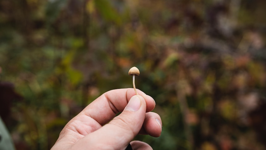 A white hand holds a tiny mushroom with the forest out of focus in the background. 