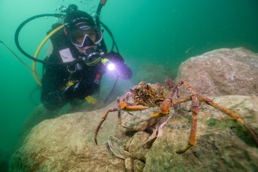Anita Nedoskyko is underwater looking at a big crab, a sign the man made native shellfish reef is successful. 