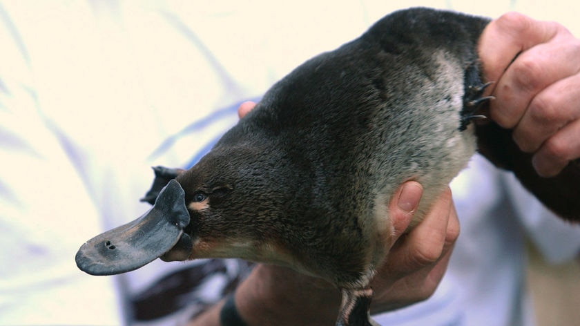 Man holds a platypus
