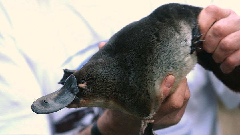 Dr Williams says little is known about how the mammal is going in ACT waterways.