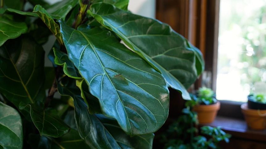 A side view of a fiddle leaf plant with a window in the background