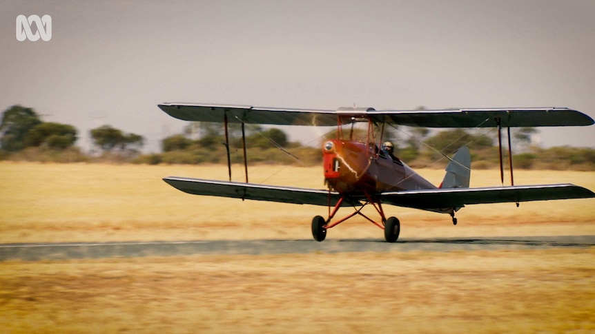 tiger moth taking flight