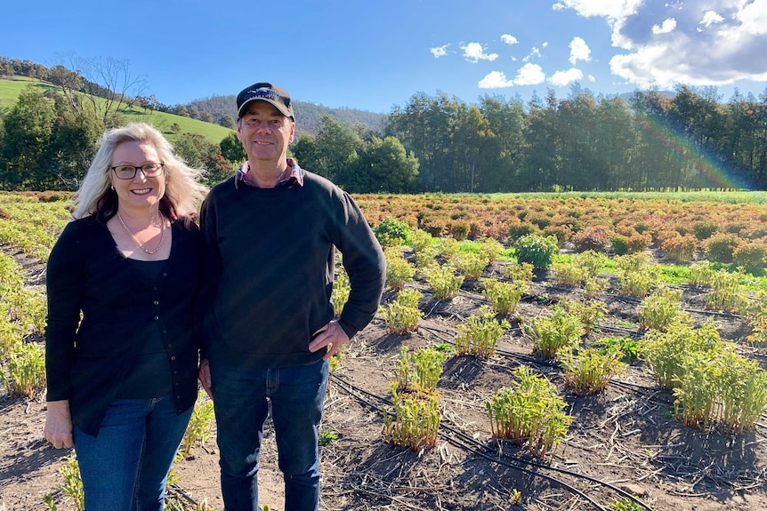 Two people standing in a peony flower field waiting for the pink flower to bloom