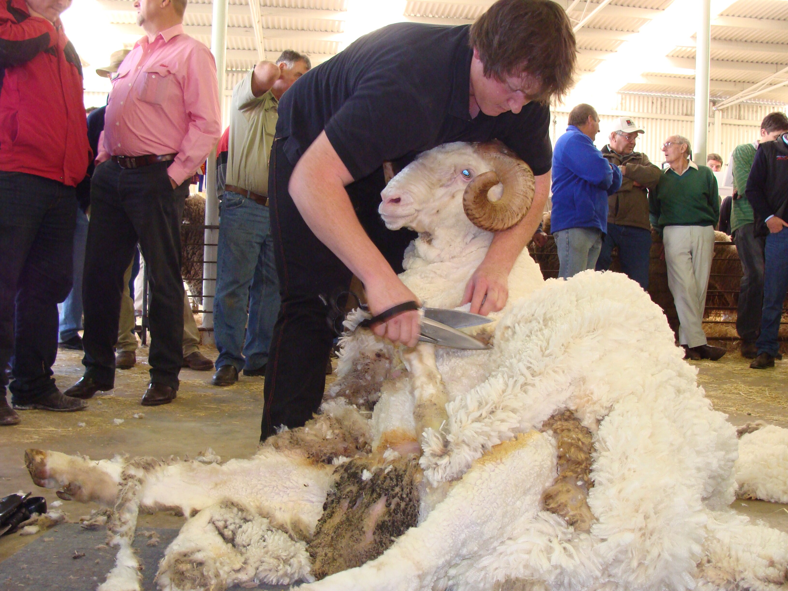 Supreme champion ram the star of the Narrogin Long Wool Day - ABC News