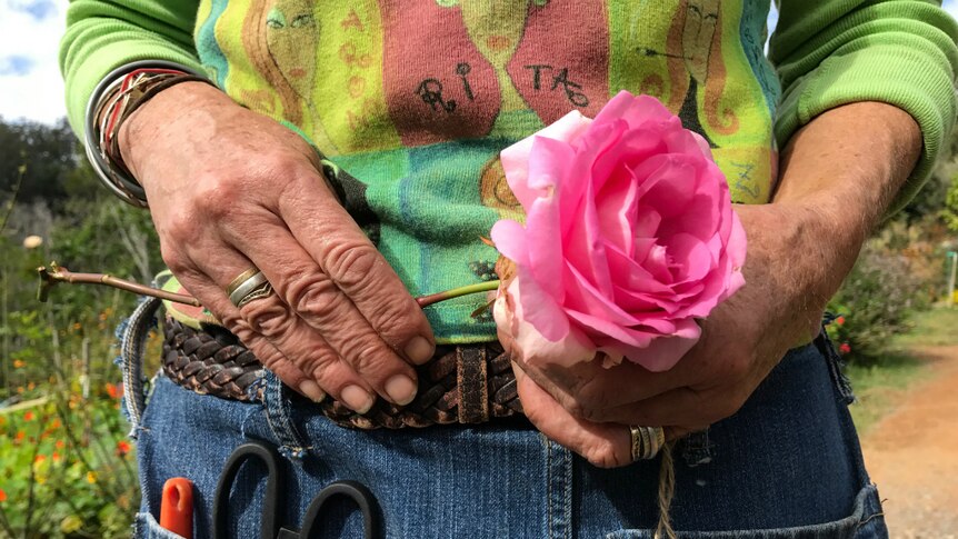 Mid shot of Caz Owens hands holding a rose.  You can see a the top of a pair of scissors and pruning shears in her denim apron.
