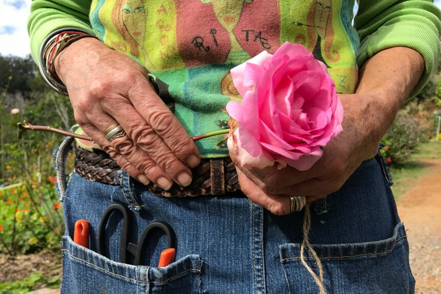Mid shot of Caz Owens hands holding a rose.  You can see a the top of a pair of scissors and pruning shears in her denim apron.