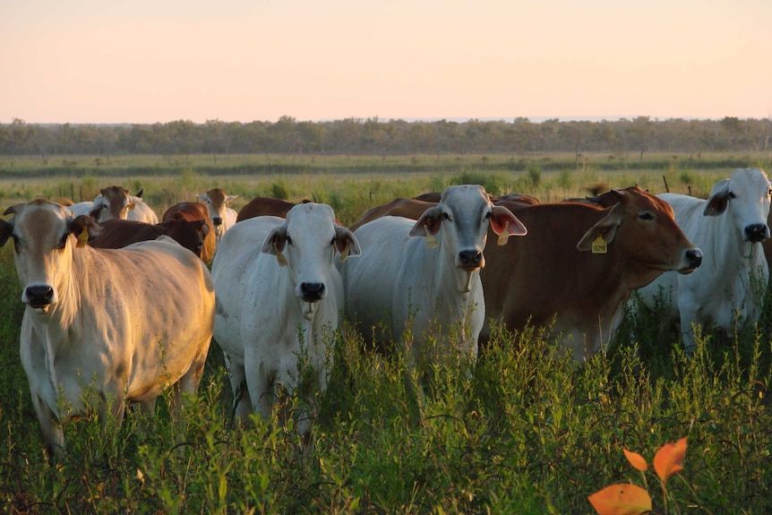 Cattle grazing in northern Australia