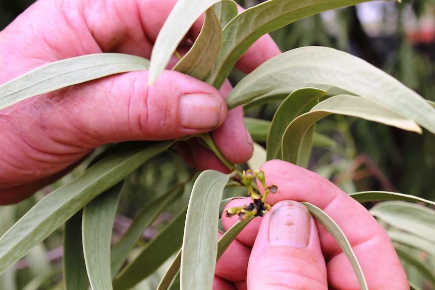 A close shot of small flowers in the middle of lanky green quandong leaves