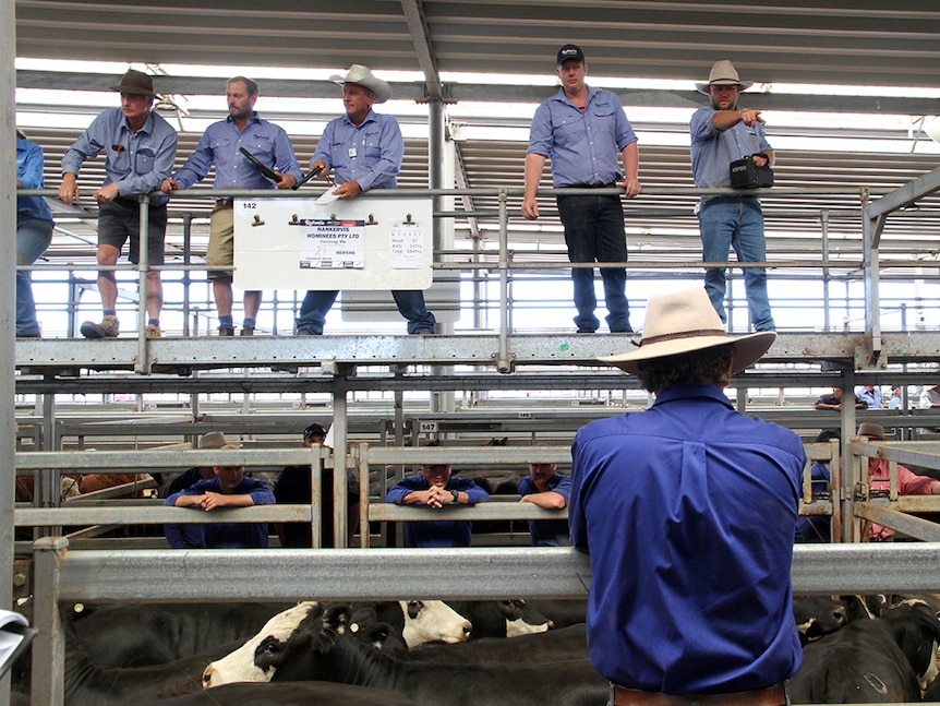 Nine men in blue shirts stand in an indoor cattle yard.