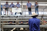 FIve men in blue shirts and cowboy hats stand on a footbridge overlooking pens of cattle