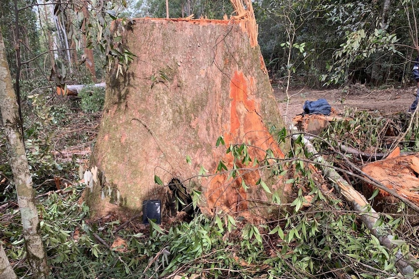 The tree stump of a recently felled tree, with branches on the ground nearby.