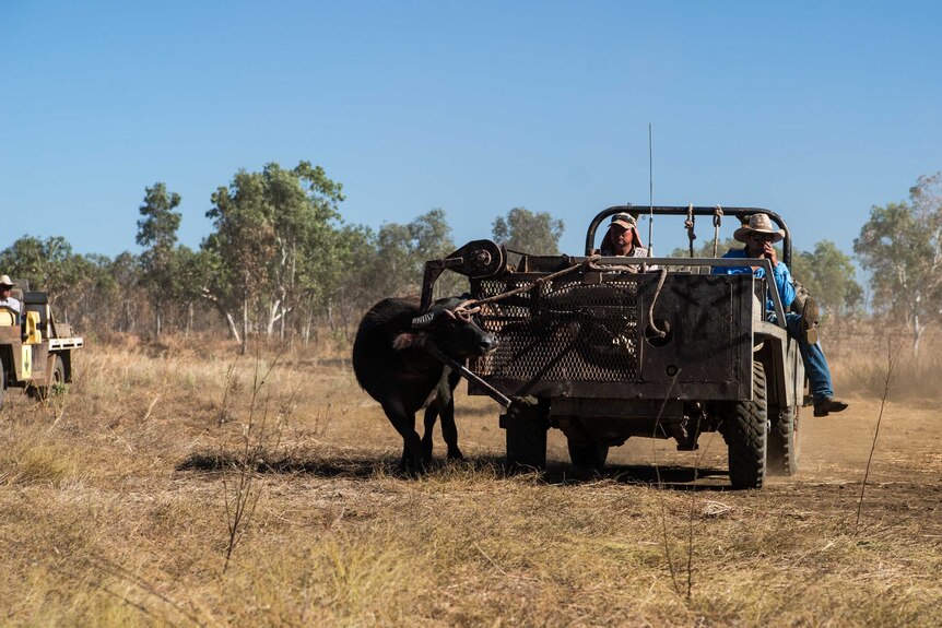A buffalo is roped to a vehicle.