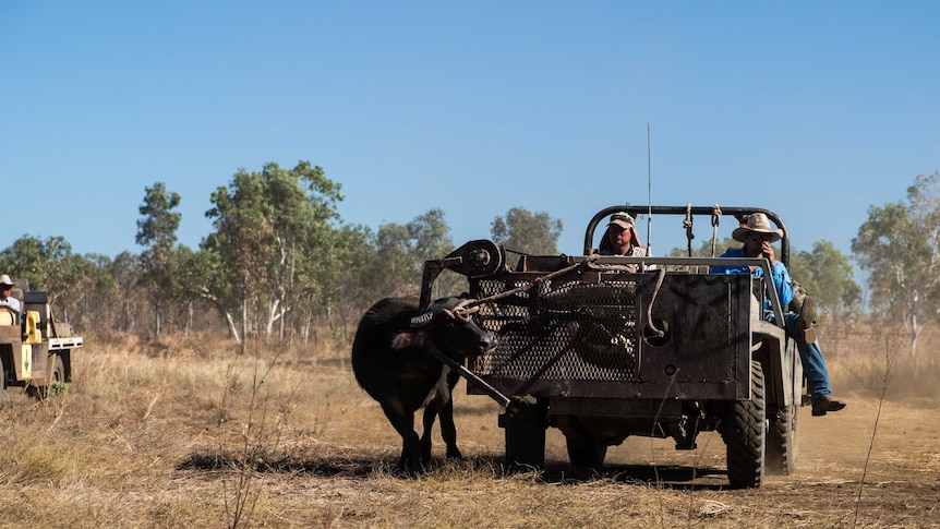 A buffalo is roped to a vehicle.