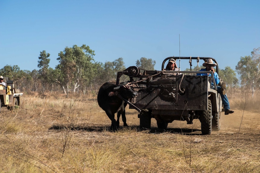 A buffalo is roped to a vehicle.